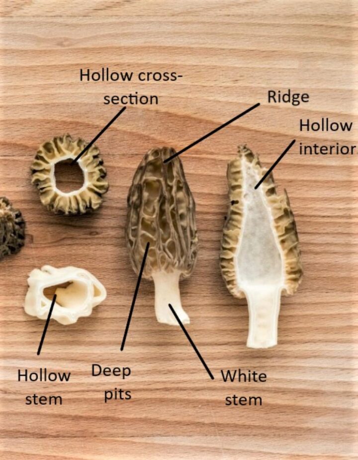 Elephant Ear False Morels A Complete Guide To Identification And