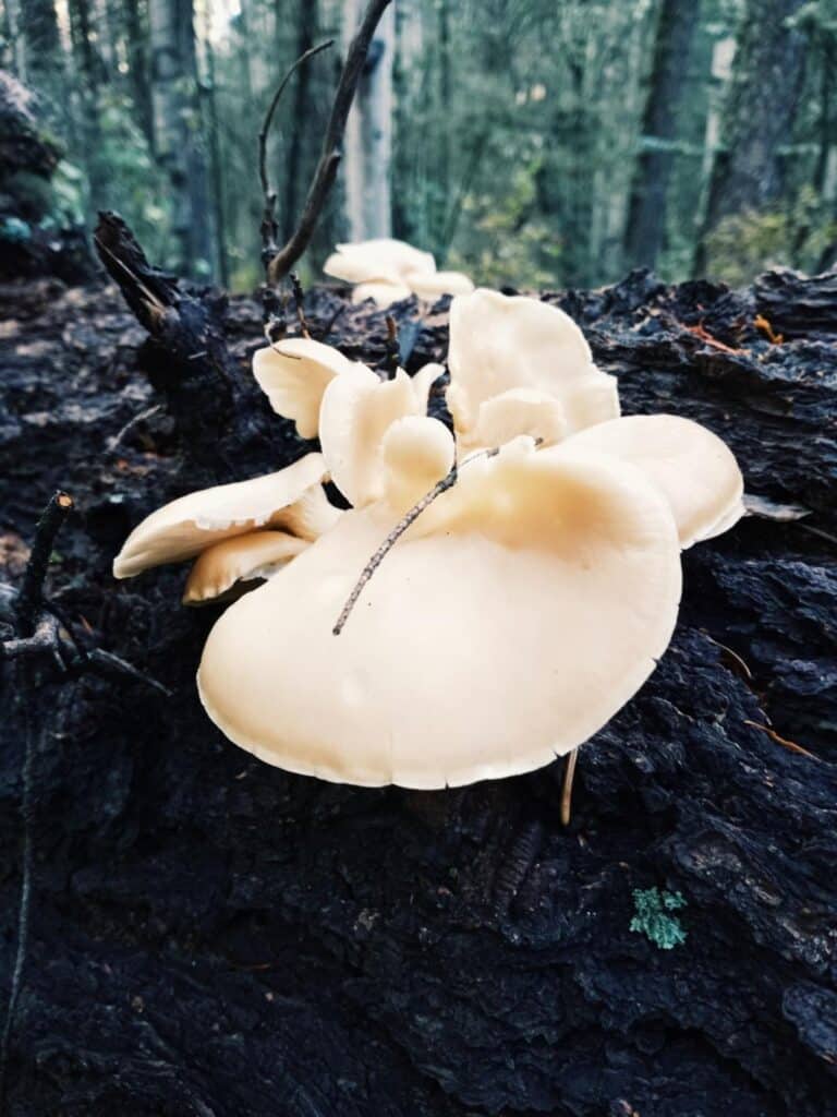 Phoenix Oyster Mushrooms Identification And Foraging Mushroom