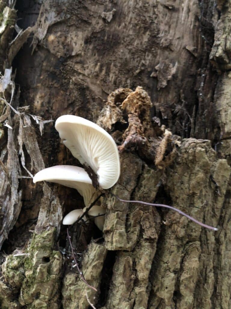 Phoenix Oyster Mushrooms Identification And Foraging Mushroom