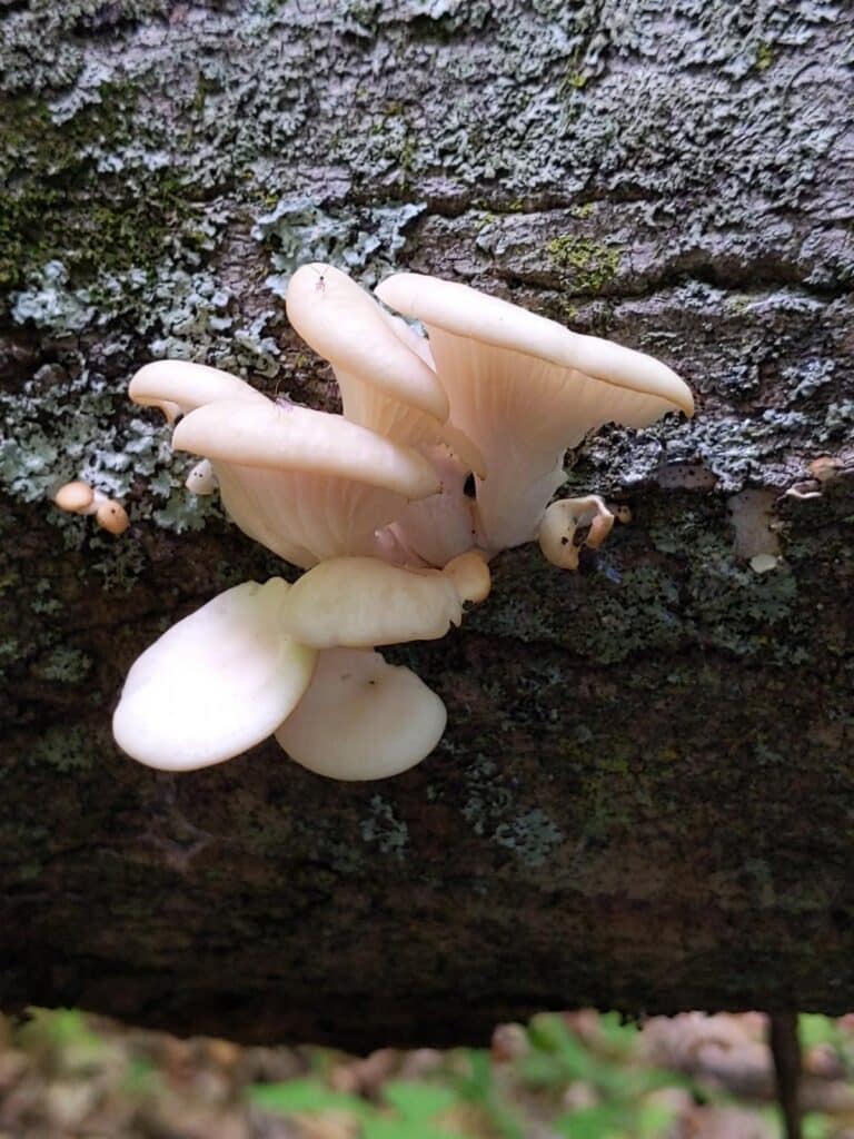 Phoenix Oyster Mushrooms Identification And Foraging Mushroom