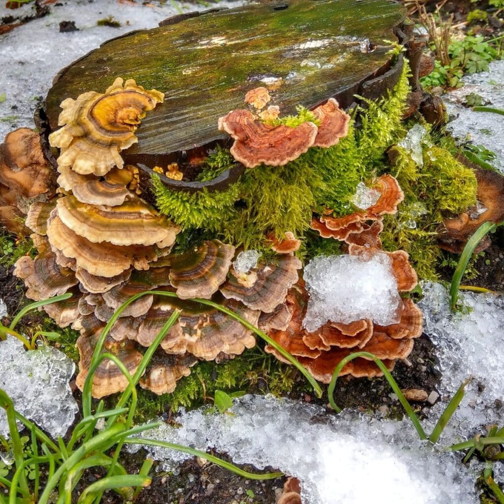 Winter Mushroom Foraging By Region Mushroom Appreciation