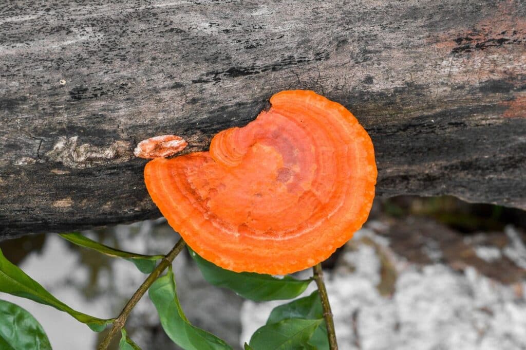 Cinnabar Polypores Identifying The Bright Red Bracket Fungus