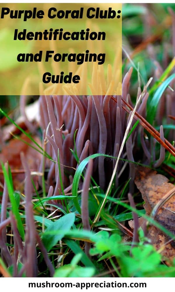 Purple Coral Club Fungus Identification And Foraging Guide Mushroom