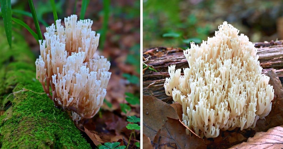 Crown Tipped Coral Identification Foraging And Cooking Guide