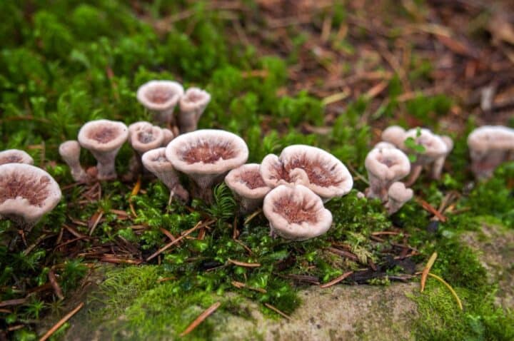 Devil S Tooth Fungus Identification Lookalikes And Uses Mushroom