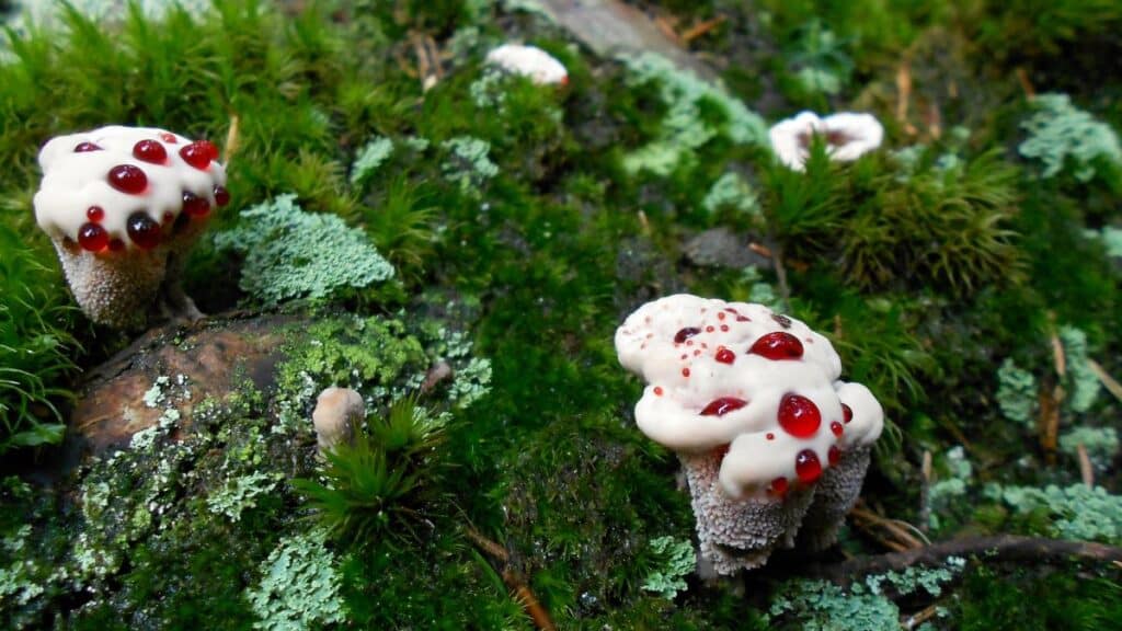 Devil S Tooth Fungus Identification Lookalikes And Uses Mushroom