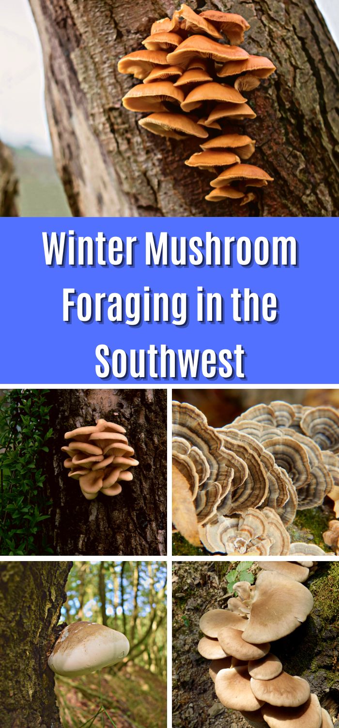 Winter Mushroom Foraging In The Southwest Mushroom Appreciation