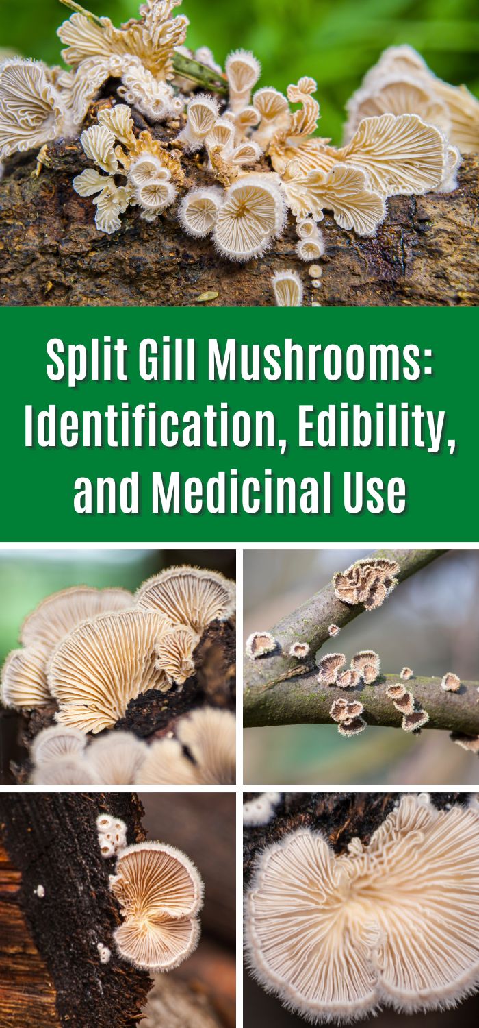 Split Gill Mushrooms Identification Edibility And Medicinal Use