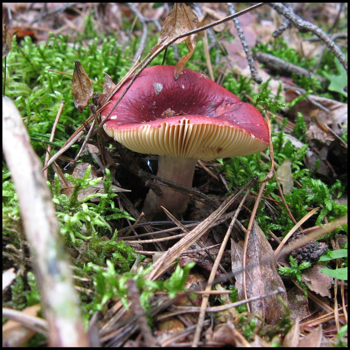 Astounding Fungi Facts Mushroom Appreciation