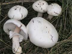 The Death Cap and Other Poisonous Amanita Mushrooms