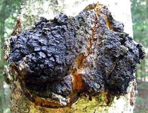 What Is Chaga Mushroom? Everything You Need to Know - Mushroom Appreciation