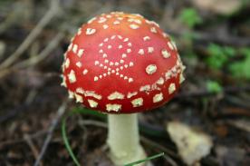 Even Safe Wild Mushrooms Can Make You Sick If