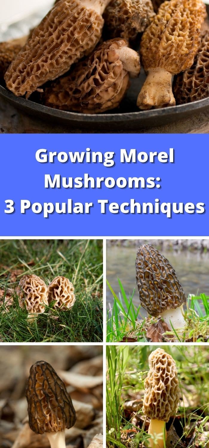 Growing Morel Mushrooms 3 Popular Techniques Mushroom Appreciation