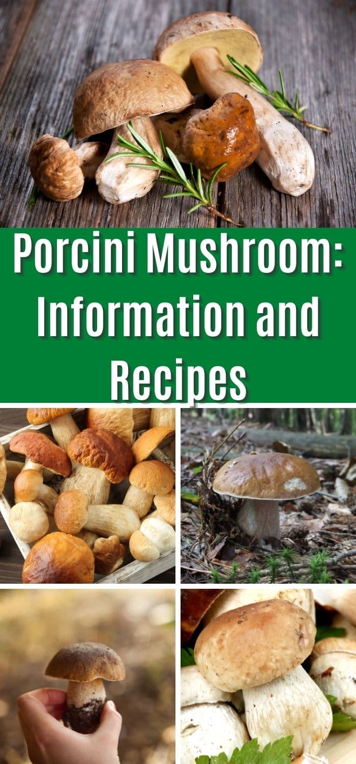 Porcini Mushrooms: Facts and Gourmet Uses - Mushroom Appreciation