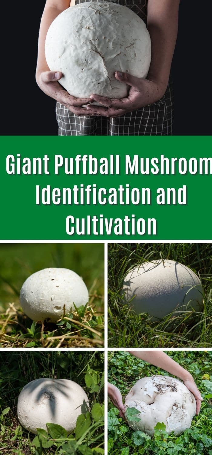 Giant Puffball Mushroom Information And Cultivation - Mushroom Appreciation