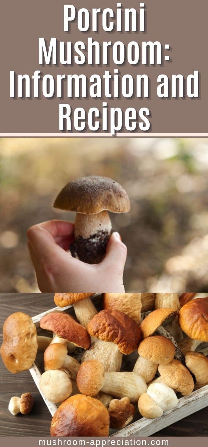 Porcini Mushrooms Facts and Gourmet Uses Mushroom Appreciation