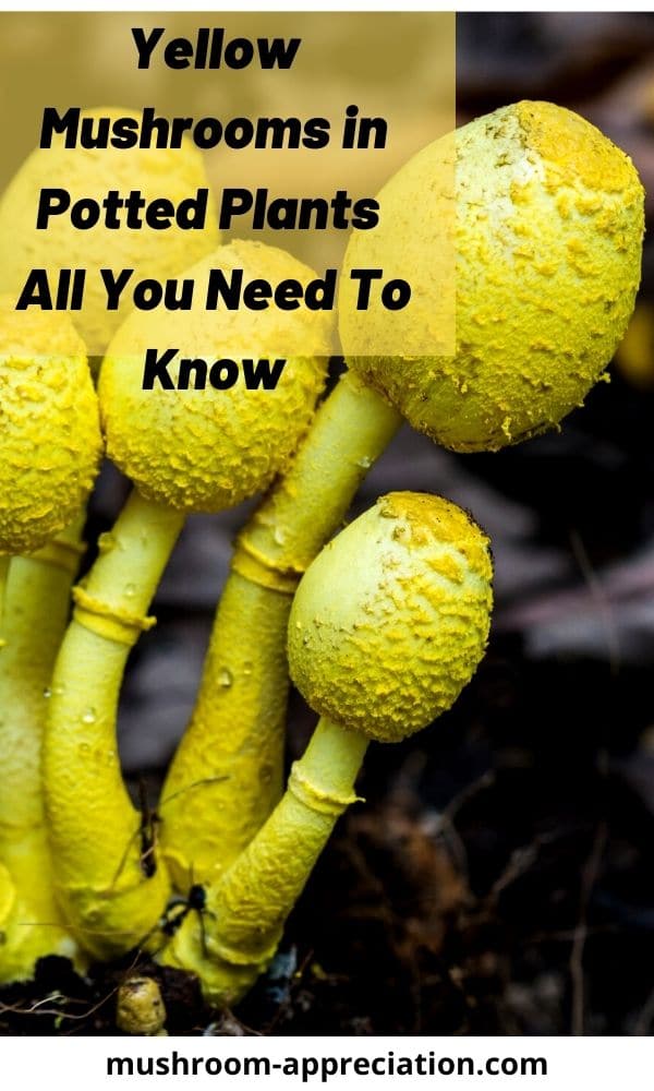 Yellow Mushrooms in Potted Plants (Everything You Need to Know ...