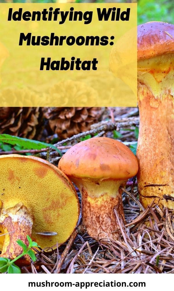 Wild Mushroom Identification and Habitat (Trees, Soil, Environment ...