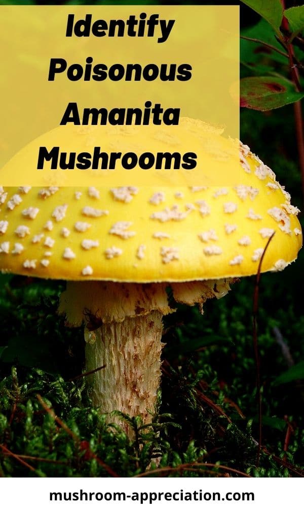Identify Poisonous Amanita Mushrooms Detailed Tips Mushroom Appreciation 9342