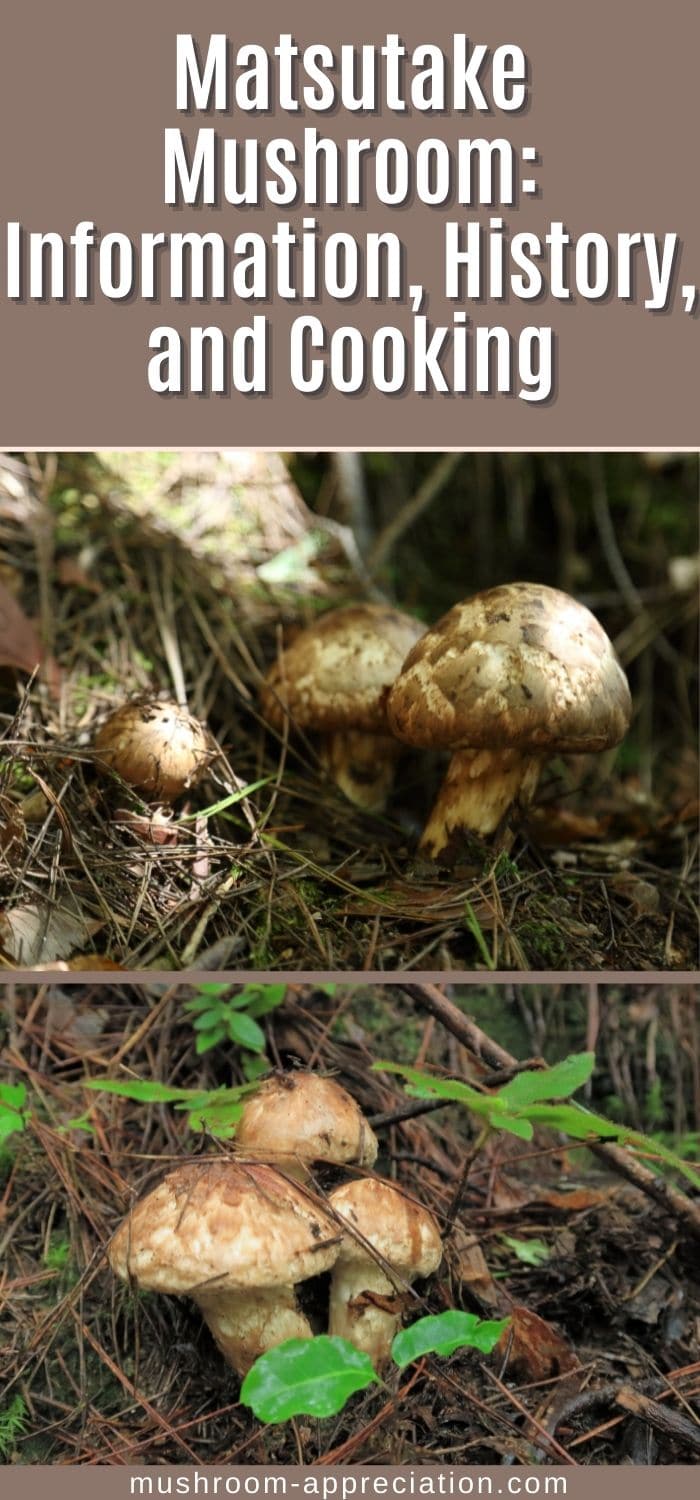 The Marvelous Matsutake Mushroom - Mushroom Appreciation