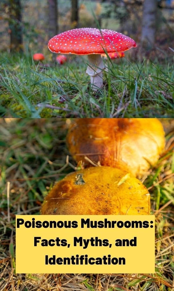 Poisonous Mushrooms Facts Myths And Identification Information Mushroom Appreciation 8277