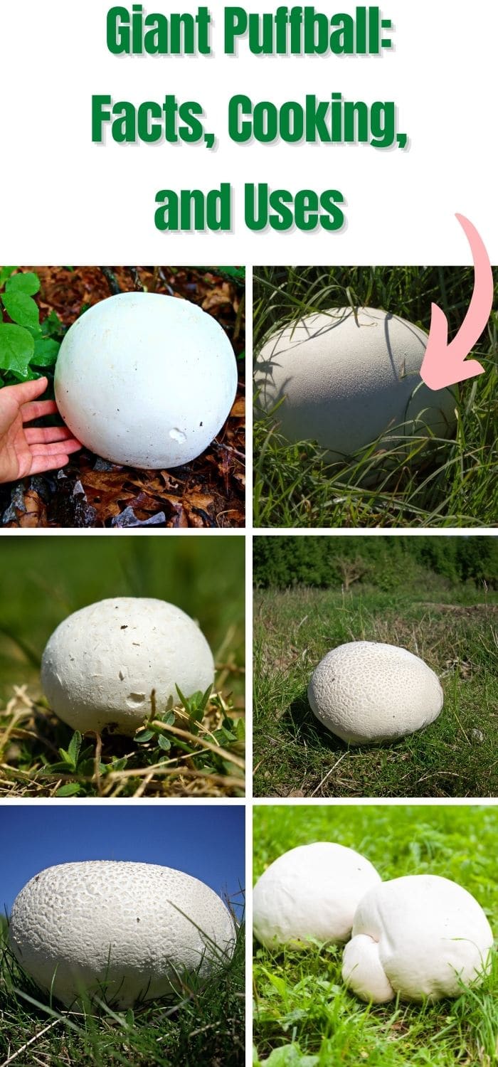 Giant Puffball Mushrooms: Identification, Foraging, And Recipes ...