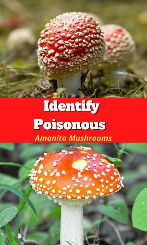 Identify Poisonous Amanita Mushrooms Detailed Tips Mushroom Appreciation