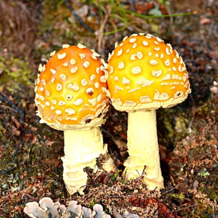 Identify Poisonous Amanita Mushrooms Detailed Tips - Mushroom Appreciation