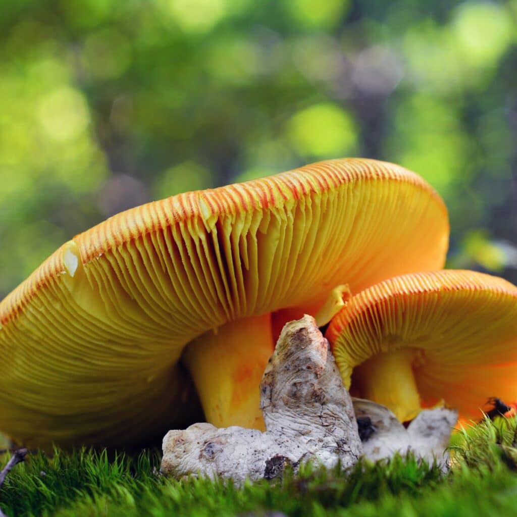 Amanita Caesarea: The Edible Caesar's Mushroom - Mushroom Appreciation