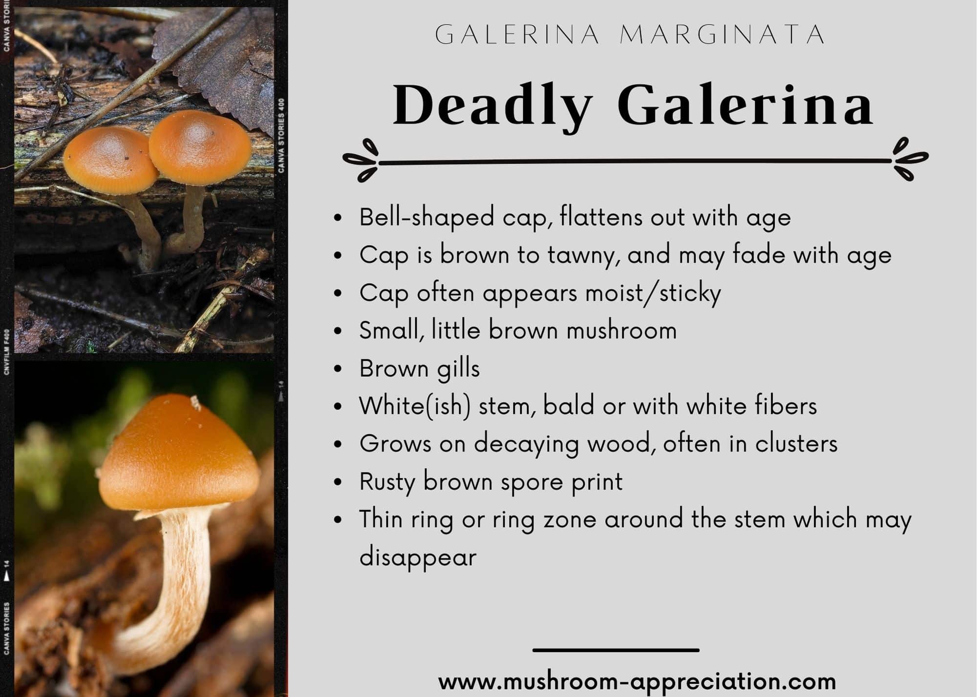 deadly galerina mushroom