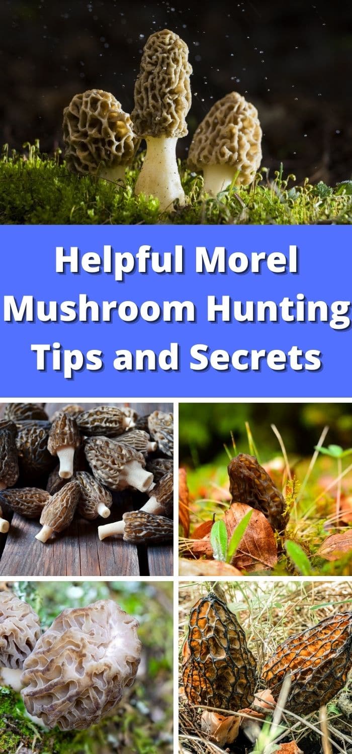 Helpful Morel Mushroom Hunting Tips and Secrets - Mushroom Appreciation