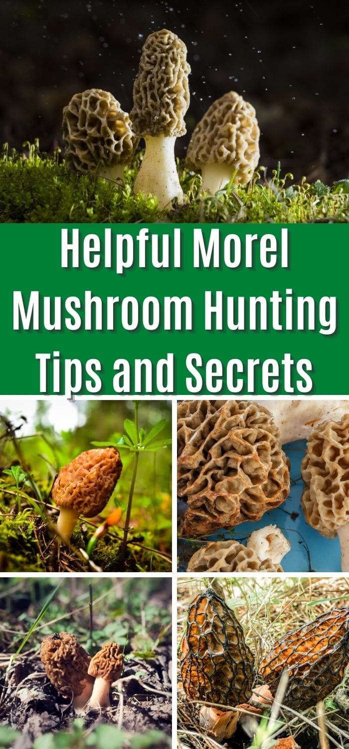 Helpful Morel Mushroom Hunting Tips And Secrets Mushroom Appreciation 5965