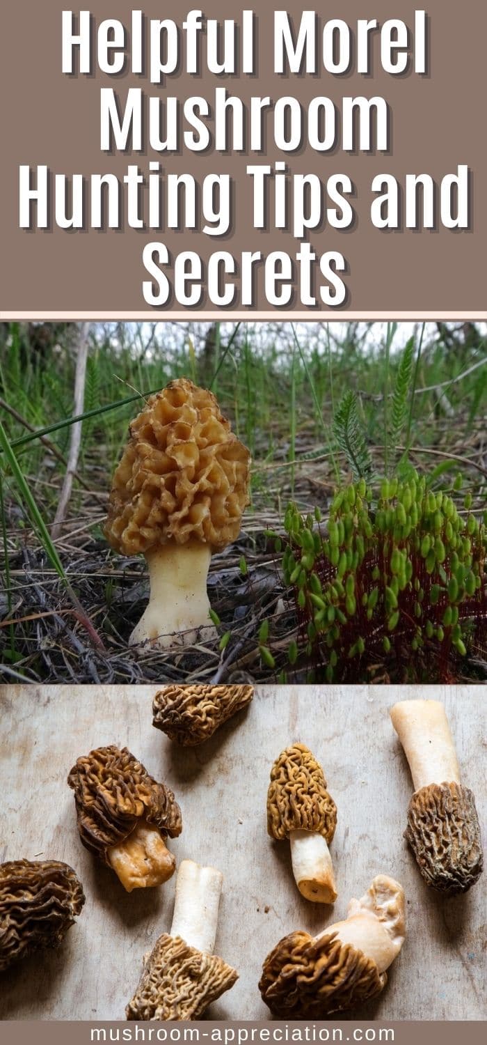 Helpful Morel Mushroom Hunting Tips and Secrets - Mushroom Appreciation