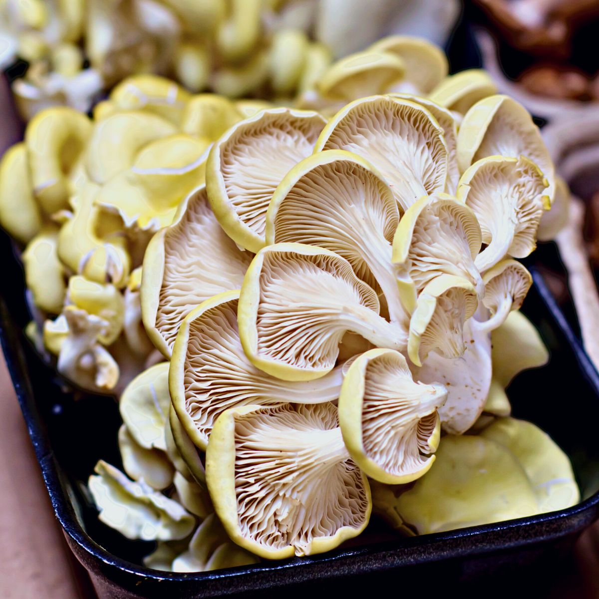 Oysters - Mushroom Appreciation