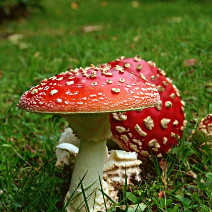 Poisonous Mushrooms Mushroom Appreciation 3573