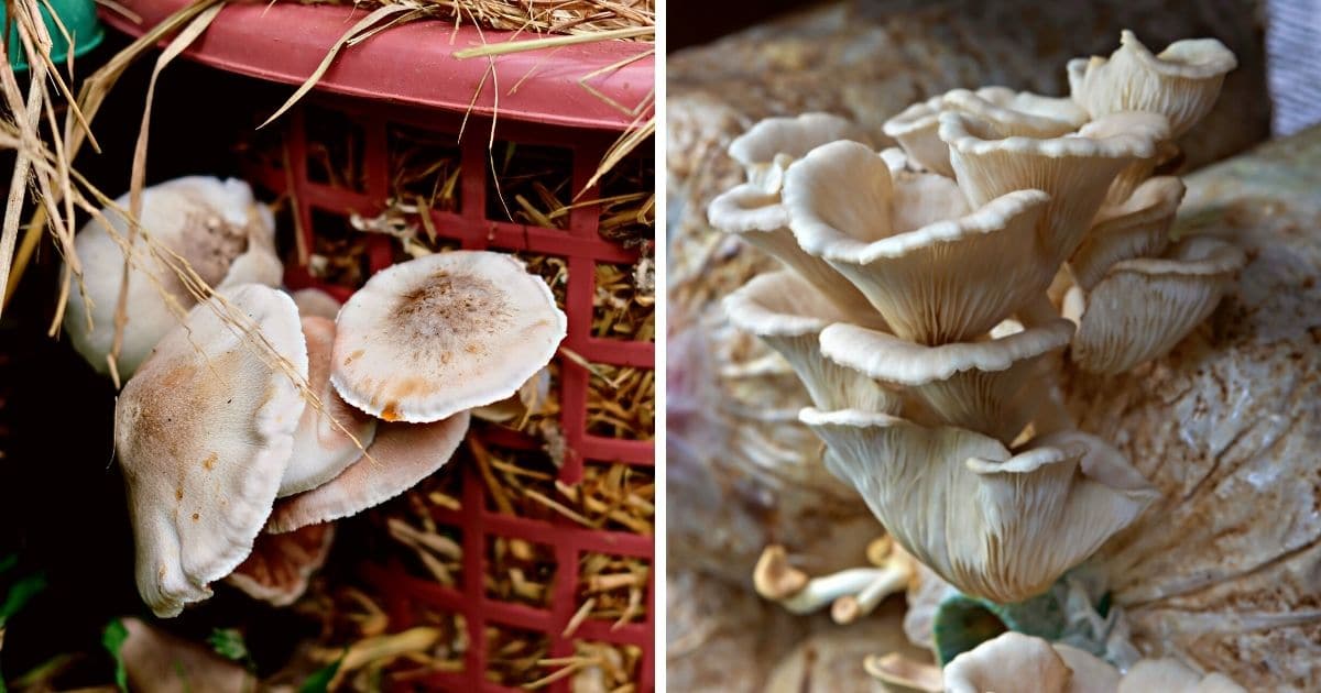 Mushroom cultivation on a bale of straw - Tyroler Glückspilze