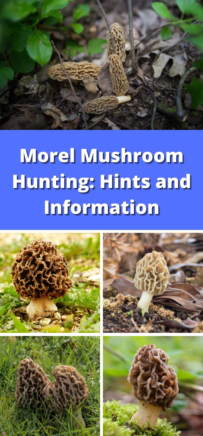 Morel Mushroom Hunting Hints and Information Mushroom Appreciation