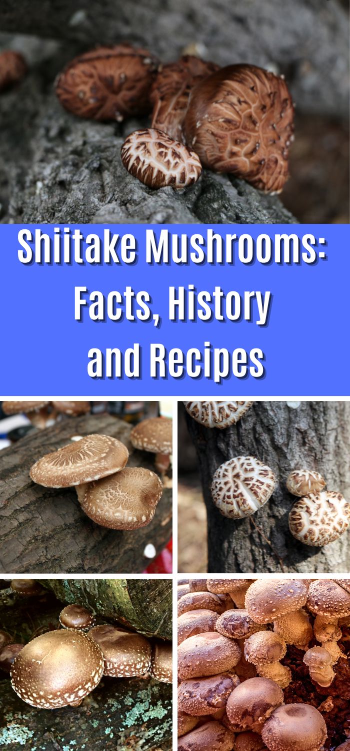 Shiitake Mushrooms Facts, History and Recipes - Mushroom Appreciation