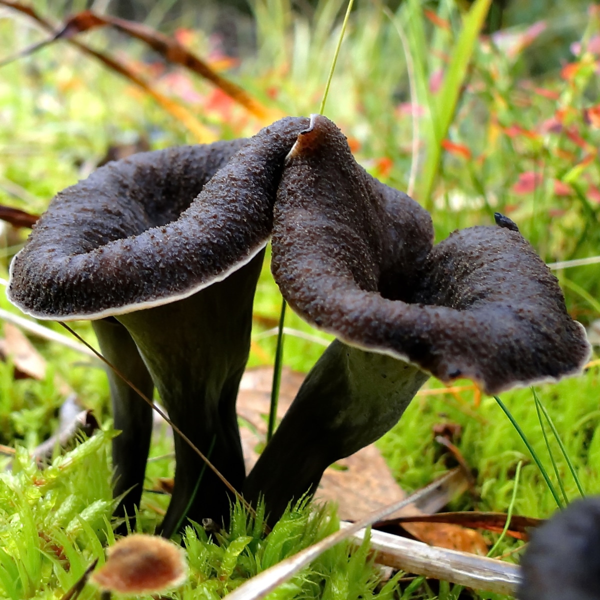 black trumpets