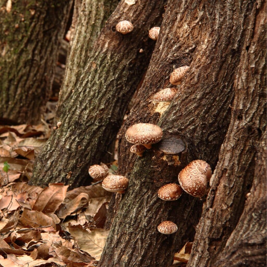 15 Best Mushrooms to Grow at Home - Mushroom Appreciation