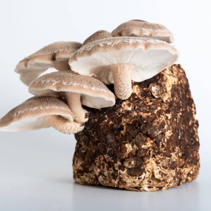 15 Best Mushrooms to Grow at Home - Mushroom Appreciation