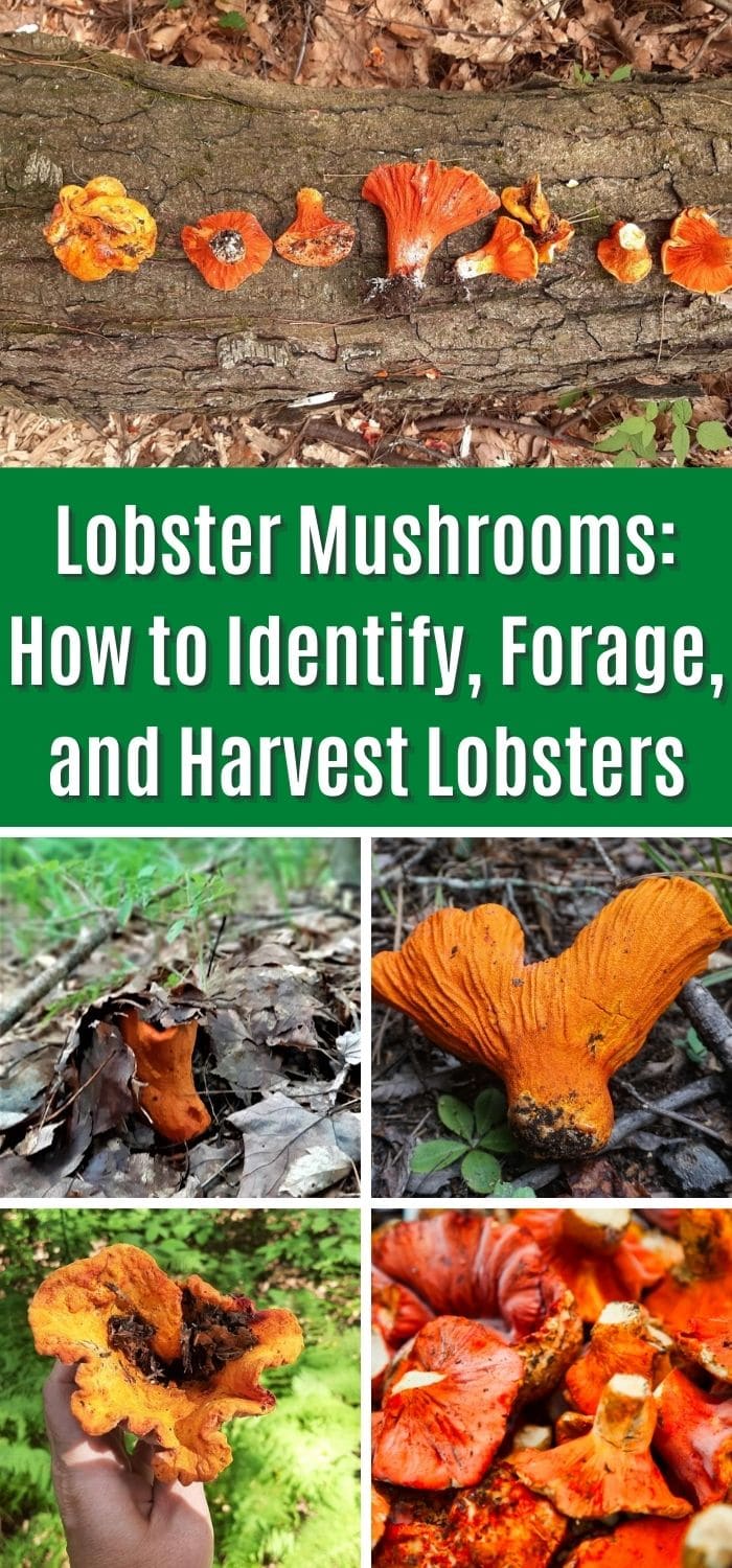 Lobster Mushrooms: Foraging, Harvesting, and Cooking Guide - Mushroom ...