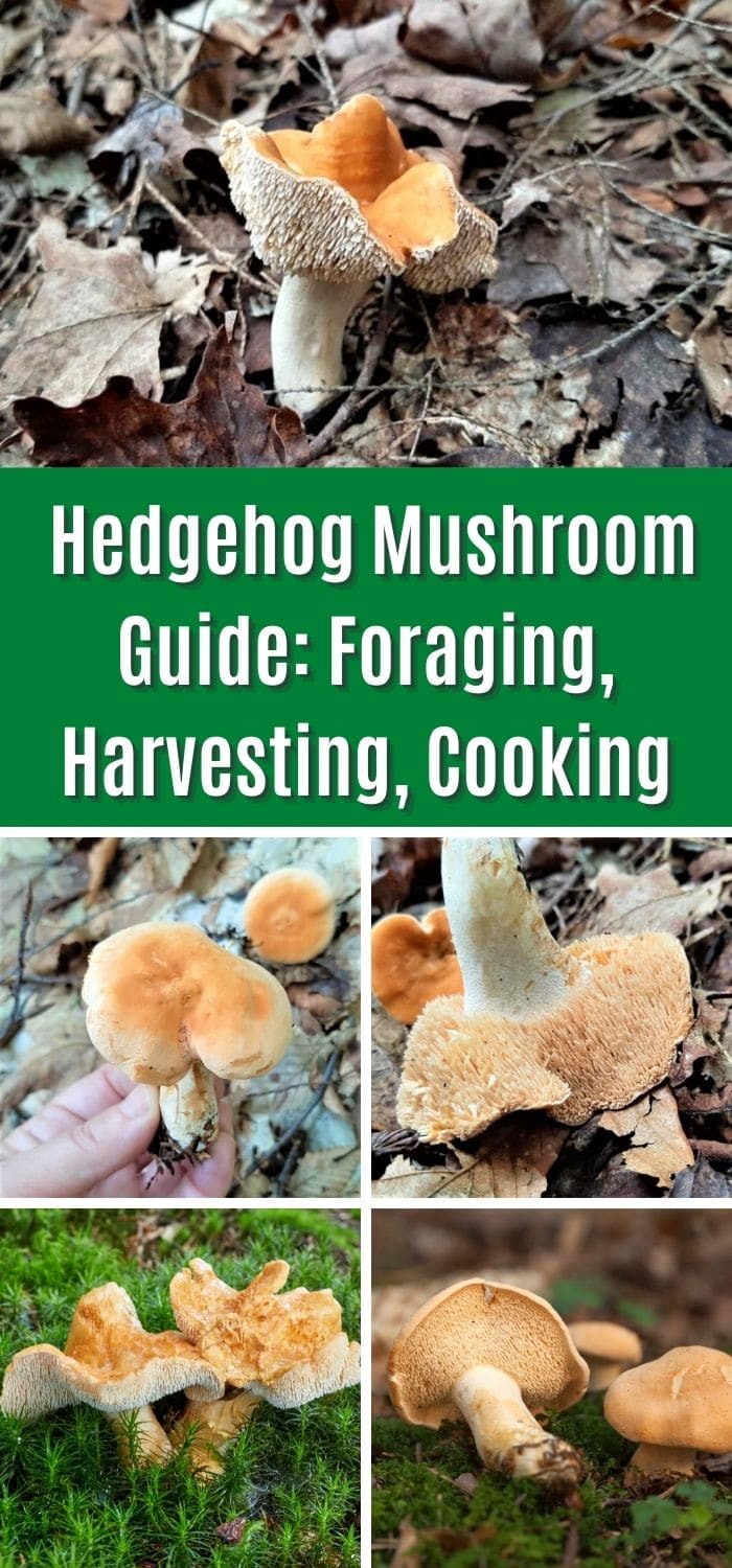 Hedgehog Mushrooms: Identification, Foraging, and Cooking - Mushroom ...