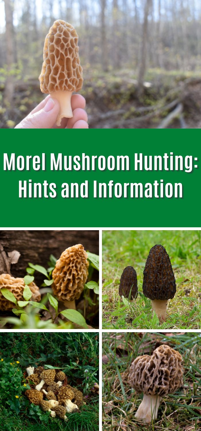 Morel Mushroom Hunting: Hints and Information - Mushroom Appreciation