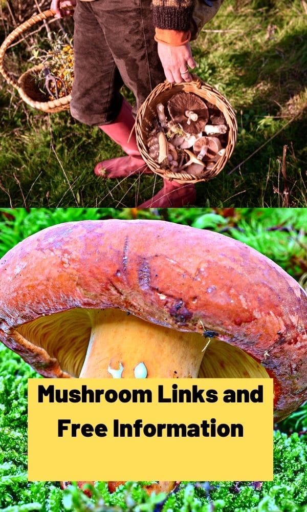 Mushroom Links and Free Information - Mushroom Appreciation