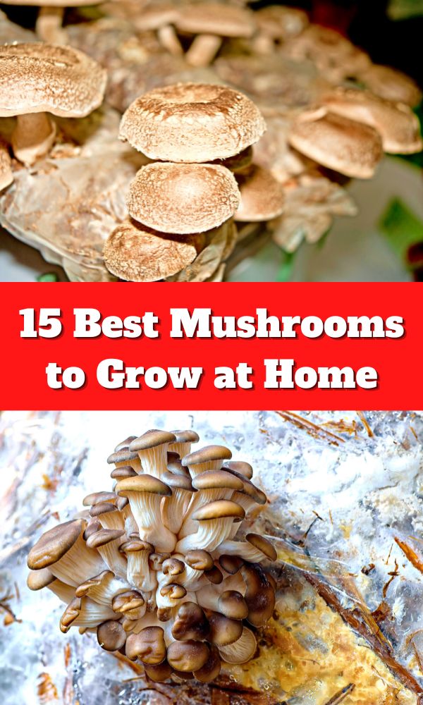 15 Best Mushrooms to Grow at Home - Mushroom Appreciation