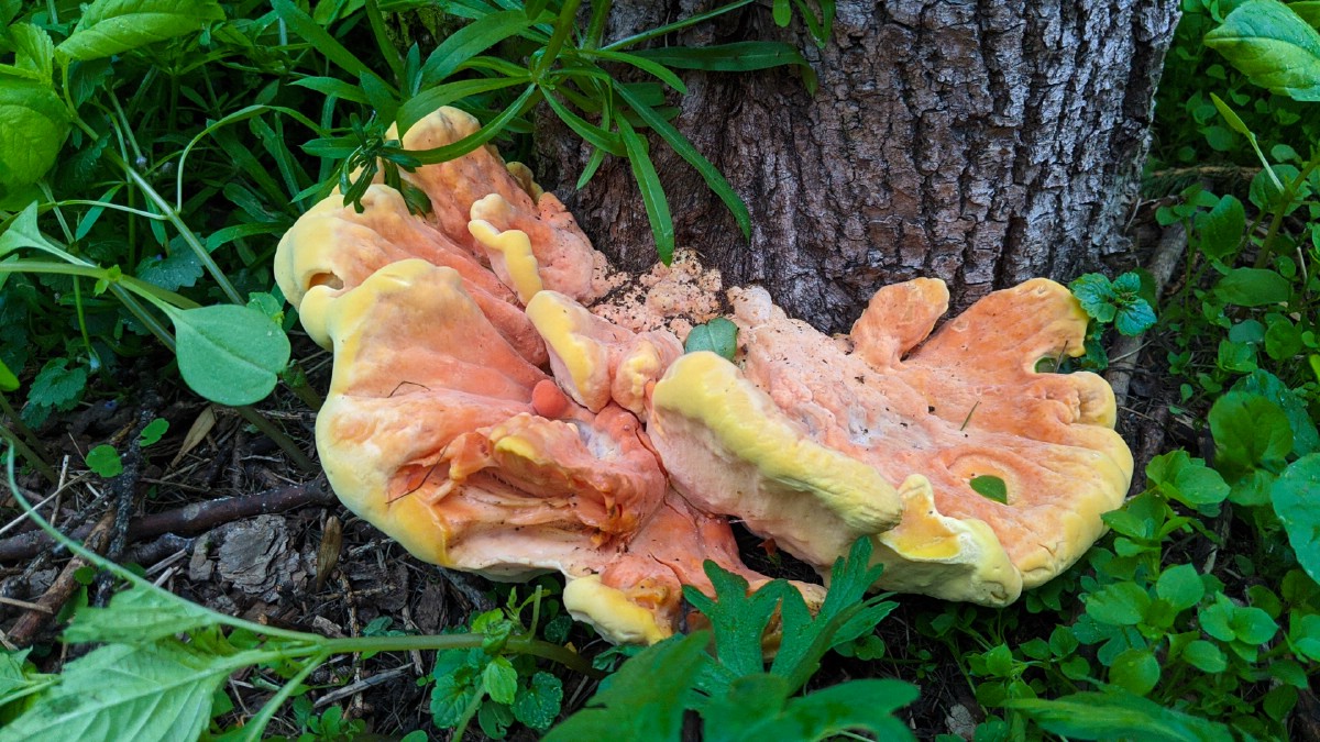 chicken of the woods