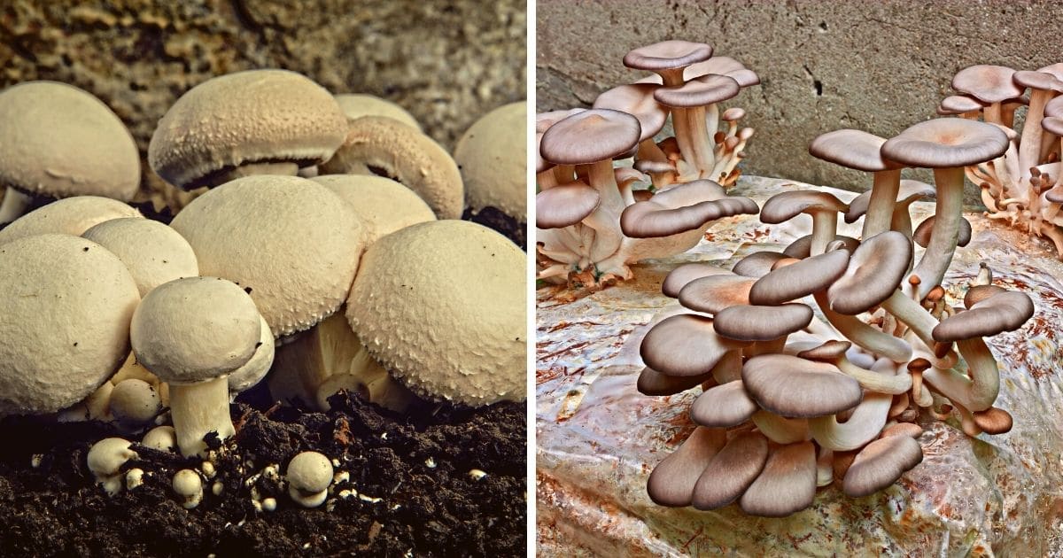 Top Ten Reasons To Grow Mushrooms - Mushroom Appreciation