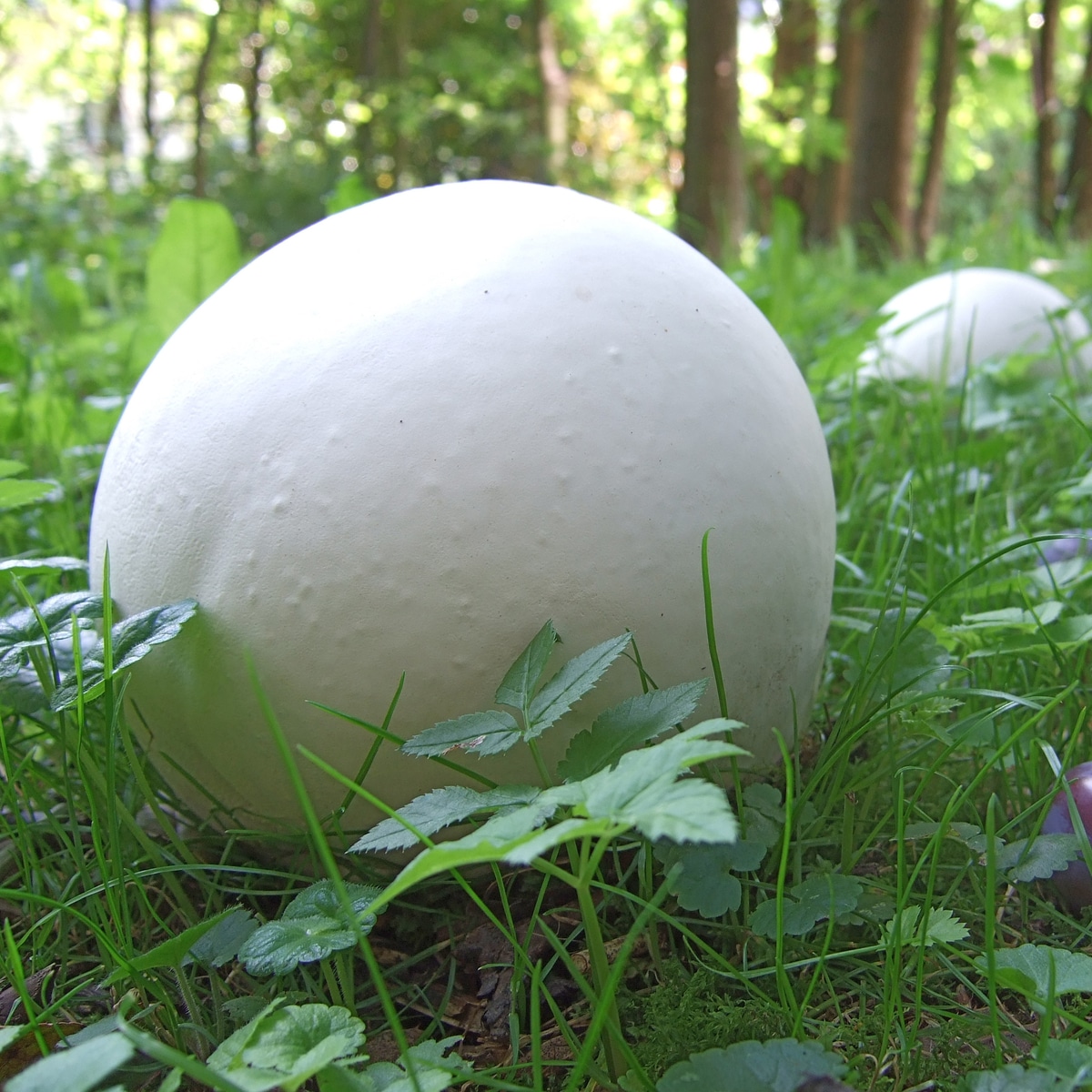 giant puffball