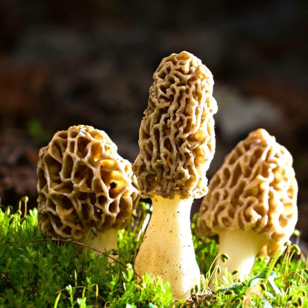 Morel Mushroom Hunting: Hints and Information - Mushroom Appreciation